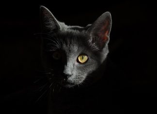 malware Cat