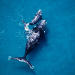 protezione balene