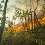 incendi-boschivi