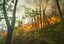 incendi-boschivi