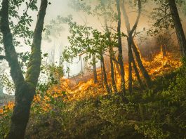 incendi-boschivi