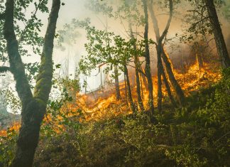 incendi-boschivi