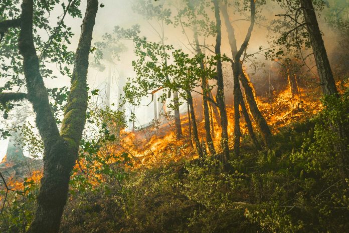incendi-boschivi incendi-boschivi