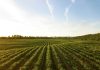 Agrifood