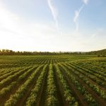 Agrifood