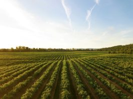 Agrifood