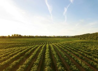 Agrifood