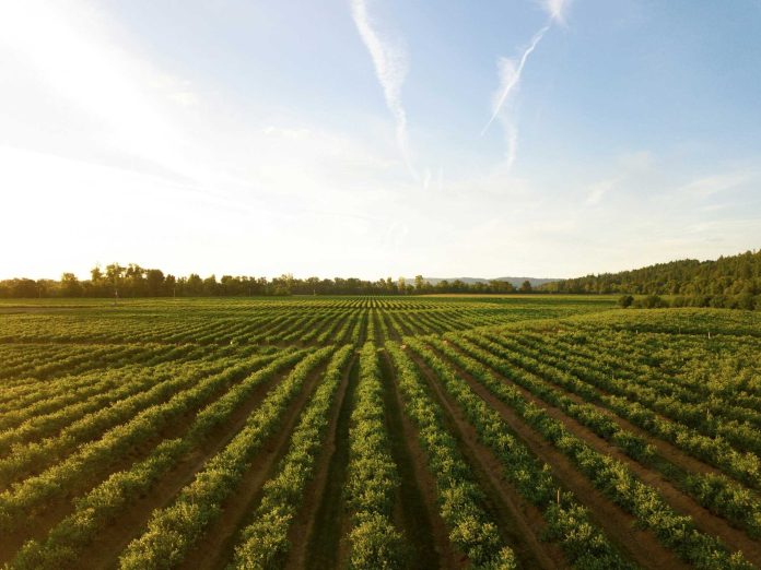 Agrifood