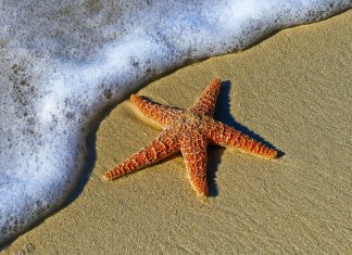 mare vacanze pixabay