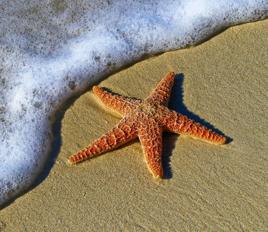 mare vacanze pixabay