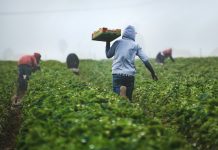 agricoltura agricoltori unspalsh