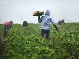 I dati aiutano i piccoli agricoltori sudafricani a cogliere nuove opportunità agricoltura agricoltori unspalsh