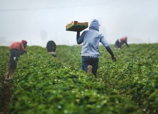 I dati aiutano i piccoli agricoltori sudafricani a cogliere nuove opportunità agricoltura agricoltori unspalsh
