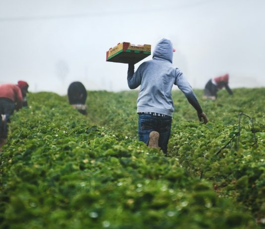 I dati aiutano i piccoli agricoltori sudafricani a cogliere nuove opportunità agricoltura agricoltori unspalsh