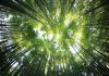 Le aziende puntano sulla resilienza climatica, ma restano indietro sui target net zero resilienza climatica sostenibilità unsplash