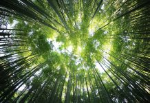 resilienza climatica sostenibilità unsplash