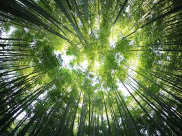Le aziende puntano sulla resilienza climatica, ma restano indietro sui target net zero resilienza climatica sostenibilità unsplash