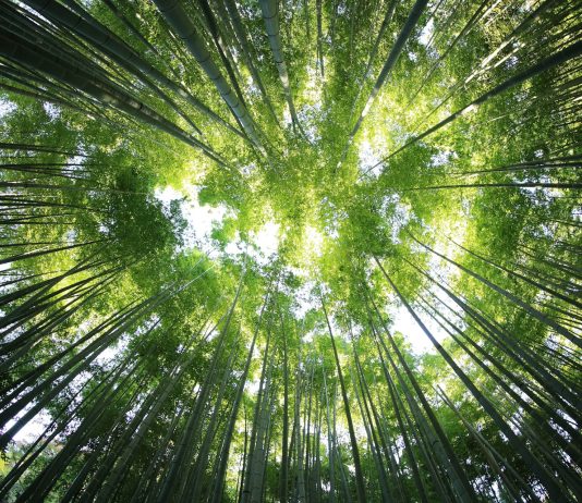 Le aziende puntano sulla resilienza climatica, ma restano indietro sui target net zero resilienza climatica sostenibilità unsplash